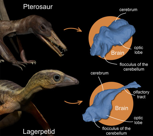 Reconstrucción artística de un pterosaurio (arriba) y un lagerpetido (abajo) del período Triásico Superior (hace unos 215 millones de años). Las imágenes de la derecha muestran reconstrucciones en 3D de sus cerebros obtenidas mediante tomografía computarizada (TC). Crédito: Rodrigo Müller, Mario Bronzati, Matheus Fernandes.