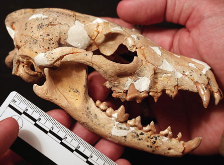 Fósil de 'Eucyon khoinkhoi', chacal de 5MA