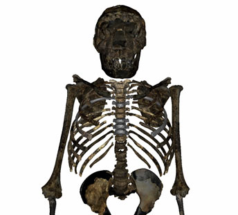 Esqueleto de lado del joven Homo erectus de Turkana (Kenia). Markus Bastir