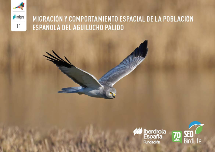 aguilucho palido