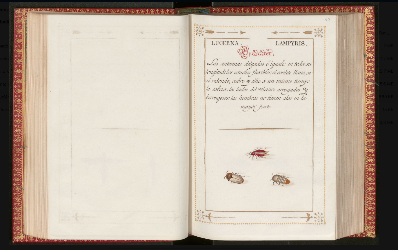 Lámina de luciérnaga, volumen de Entomología de Tomás de Villanova, cortesía de la Real Biblioteca del Palacio Real de Madrid.