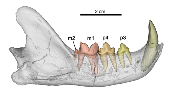 mandibula Magerefelis peigei
