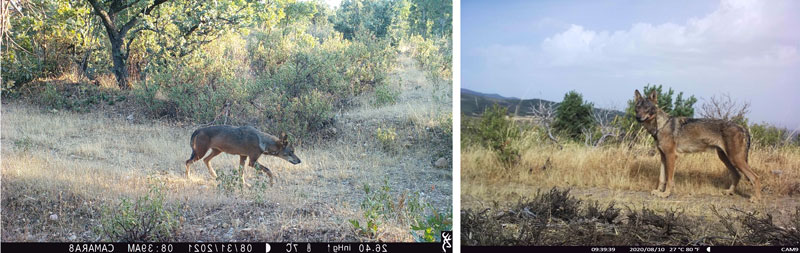 Lobos ibéricos