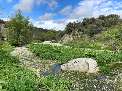 La zona de piedemonte de la sierra de Guadarrama presenta comunidades de anfibios diversas y con poblaciones bien interconectadas.