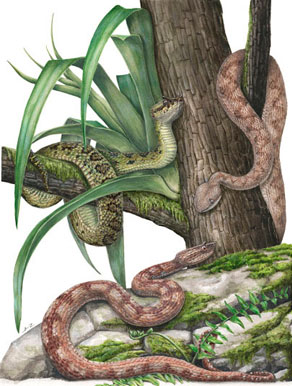 'Especies del género Ophryacus' - Lilian Tendilla