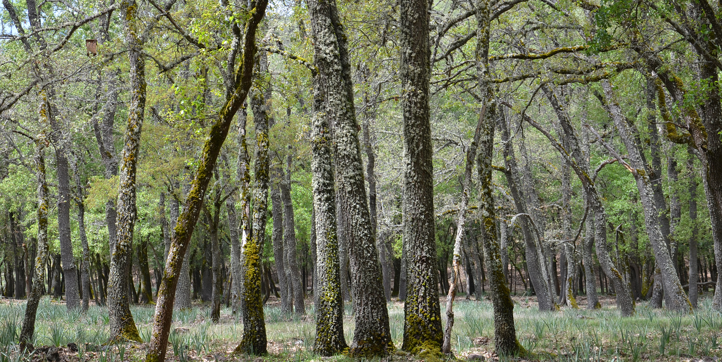 Caja nido en el área de estudio de Quintos de Mora