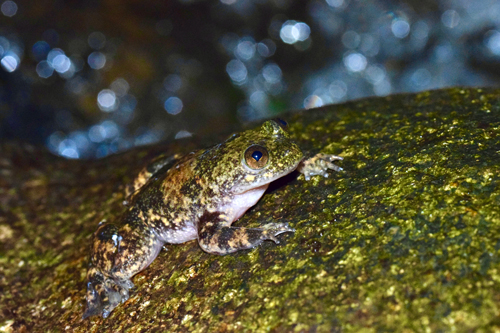 Ejemplar adulto de Barbourula busuangensis/ Marta Miñarro
