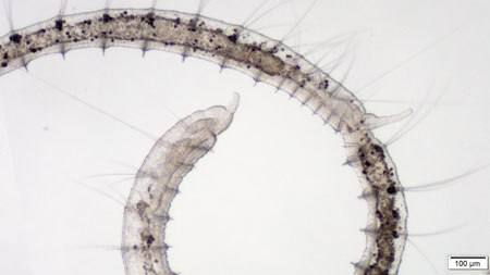 Reproducción asexual en el gusano de agua dulce Pristina leidyi. En este tipo de reproducción, un nuevo individuo comienza a desarrollarse en el medio del cuerpo del animal original, y una vez que está completamente formado, las dos partes se separan dando lugar a dos nuevos gusanos. / Irene del Olmo et al.