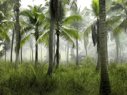 Palmeras