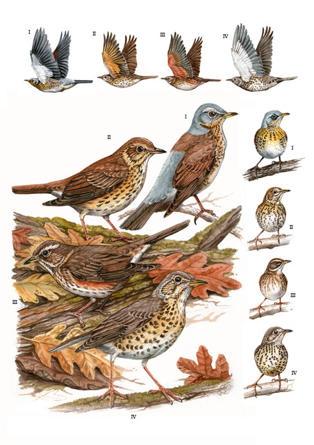 Ilustración de zorzales