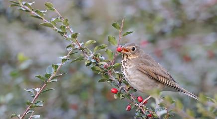 swainson's thrush