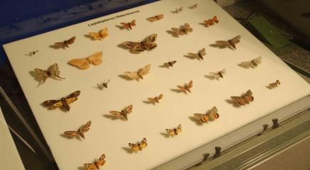 caja mariposas