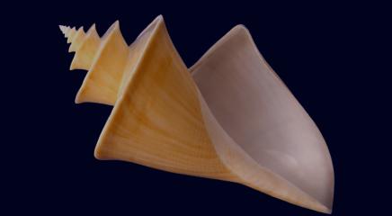 Valledor 2
