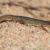 Tritón ibérico meridional, 'Lissotriton maltzani'.  /  Alberto Sánchez Vial
