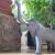 Elefante - Yago Merino