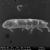Vista en microscopio electrónico de barrido (SEM) del colémbolo antártico Cryptopygus antarcticus,/ Asunción de los Ríos