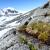 Las dos plantas superiores se dan en la región de la Península Antártica / Luis R. Pertierra