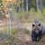 Oso pardo, "Ursus arctos", de los bosques boreales de Escandinavia / Vincenzo Penteriani