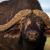Búfalo africano, Syncerus caffer, en Tanzania / Juan López Cantalapiedra