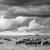Manada de ñus, Connochaetes taurinus en la sabana de Tanzania./ Juan López Cantalapiedra