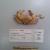 Xanthyas punctatus (H. Milne Edwards, 1834), MNCN 20.04/288