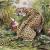 Lámina de leopardo / Cabrera