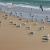 Gaviotas en las costas españolas / Carlos Cano-Barbacil
