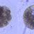 Embriones de lince ibérico producidos in vitro / UCM y CSIC.
