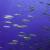 Under the sea / Shahar Chaikin.