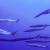 Under the sea / Shahar Chaikin.