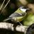 Carbonero común, Parus major, una de las nueve especies estudiadas / Santiago Merino
