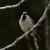 Gorrión Común, Passer domesticus, unade las nueve especies estudiadas / Santiago Merino