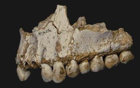 La alimentación de los neandertales de El Sidrón: setas piñones y musgo La alimentación de los neandertales de El Sidrón: setas piñones y musgo