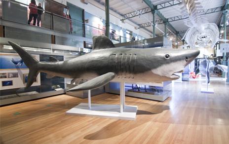 El MNCN inaugura Océanos: la exposición. El último territorio salvaje