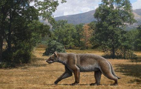 Así cazaba uno de los  grandes depredadores del Mioceno en la península ibérica