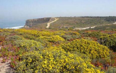 Documentan la historia evolutiva de tres especies de arbustos de zonas áridas