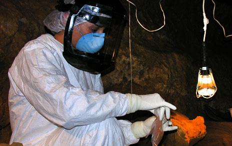 Una nueva técnica permite extraer el ADN de homininos conservado en los sedimentos Una nueva técnica permite extraer el ADN de homininos conservado en los sedimentos