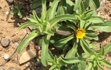 El aumento de nitrógeno en la atmósfera que provoca la contaminación podría acelerar la desertificación
