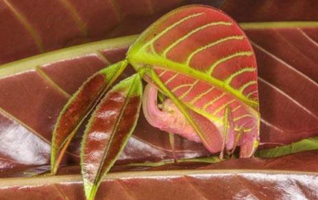 Las especies Top 10 cumplen 10 años