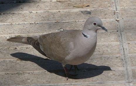 Los ecosistemas urbanos están acelerando los procesos evolutivos de algunas especies de aves Los ecosistemas urbanos están acelerando los procesos evolutivos de algunas especies de aves