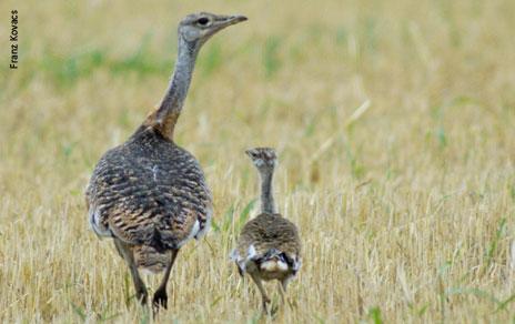 La mayor competitividad de los pollos macho de avutarda afecta a la supervivencia de sus hermanas