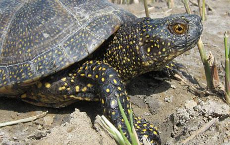 Los galápagos con tasas de crecimiento más rápidas presentan coloraciones más intensas Los galápagos con tasas de crecimiento más rápidas presentan coloraciones más intensas