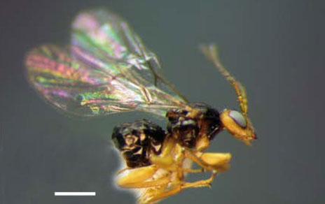 Describen tres nuevas especies de avispas de las agallas en Centroamérica Describen tres nuevas especies de avispas de las agallas en Centroamérica