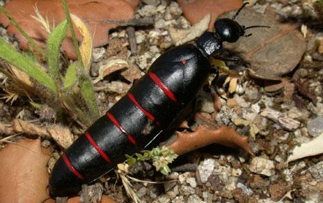 Confirman que la concentración de veneno en las aceiteras no varía con su coloración