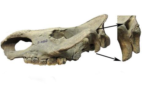Un fósil de rinoceronte con más de 50.000 años confirma que el clima de Siberia era similar al actual Un fósil de rinoceronte con más de 50.000 años confirma que el clima de Siberia era similar al actual