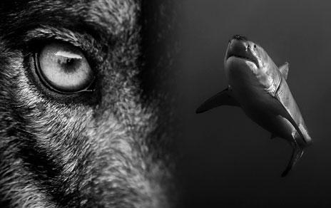 El MNCN inaugurará Lobos y tiburones. Presas de nuestro miedo una muestra fotográfica que desmonta mitos e invita a la conservación El MNCN inaugurará Lobos y tiburones. Presas de nuestro miedo una muestra fotográfica que desmonta mitos e invita a la conservación
