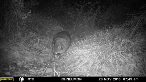 Alertan de la necesidad de tomar medidas para controlar las poblaciones de mapache en Europa Alertan de la necesidad de tomar medidas para controlar las poblaciones de mapache en Europa
