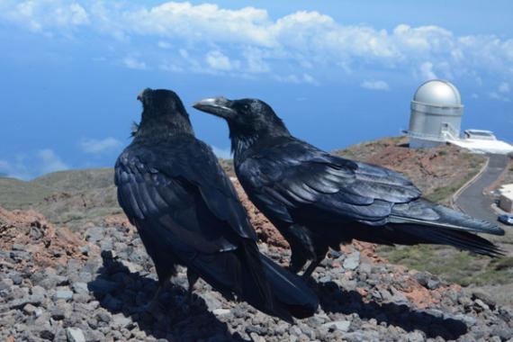El color oscuro del plumaje limita la distribución espacial de las aves El color oscuro del plumaje limita la distribución espacial de las aves