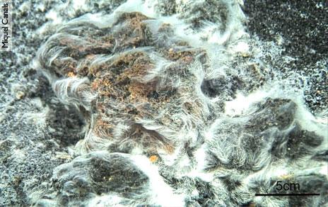 Una bacteria volcánica de Canarias es una de las especies Top10 seleccionadas entre las descubiertas en 2017