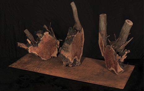 El MNCN inaugurará Arbóreo  los árboles nos cuentan su vida  una muestra que indaga en la ciencia de la dendrocronología